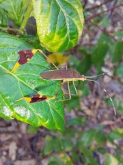 Anisoscelis marginellus