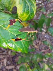 Anisoscelis marginellus