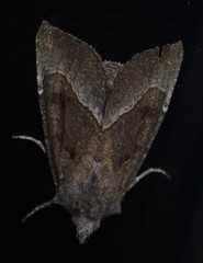Papaipema nebris