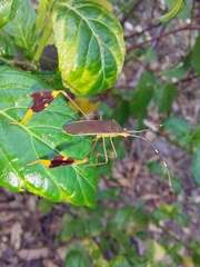 Anisoscelis marginellus