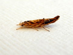 Trachydora chrysodoxa