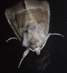 Papaipema nebris