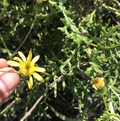 Senecio lyonii