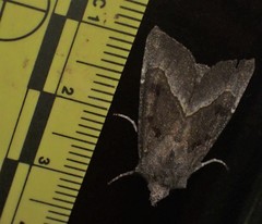 Papaipema nebris