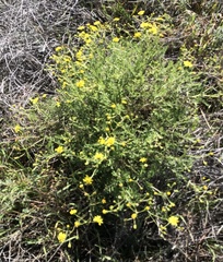 Senecio lyonii