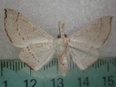 Oenochroma phyllomorpha