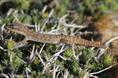 Mediodactylus orientalis