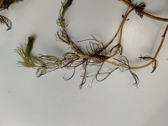 Myriophyllum triphyllum