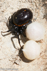 Steatoda paykulliana