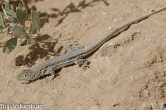 Acanthodactylus schreiberi