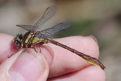 Phanogomphus cavillaris