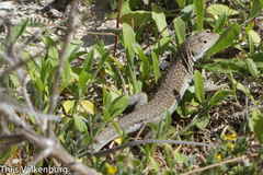 Acanthodactylus schreiberi