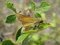 Hesperia leonardus pawnee