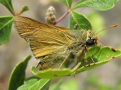 Hesperia leonardus pawnee