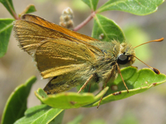 Hesperia leonardus pawnee