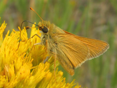 Hesperia leonardus pawnee