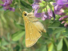 Hesperia leonardus pawnee