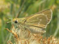 Hesperia leonardus pawnee