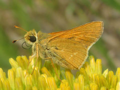 Hesperia leonardus pawnee