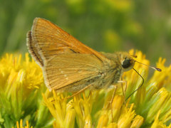 Hesperia leonardus pawnee