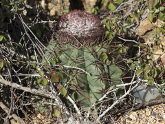 Melocactus