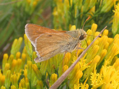 Hesperia leonardus pawnee
