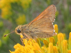 Hesperia leonardus pawnee