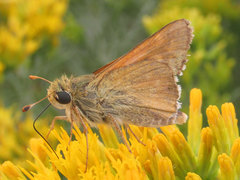 Hesperia leonardus pawnee