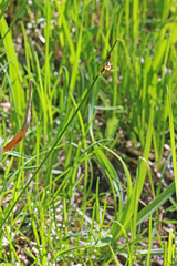 Juncus drummondii