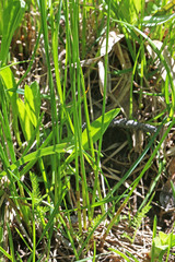 Juncus drummondii
