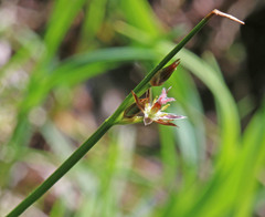 Juncus drummondii