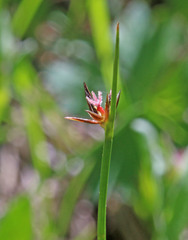 Juncus drummondii