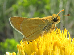 Hesperia leonardus pawnee