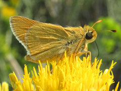 Hesperia leonardus pawnee