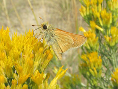 Hesperia leonardus pawnee