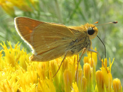 Hesperia leonardus pawnee