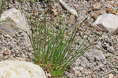 Juncus drummondii