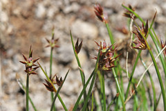 Juncus drummondii