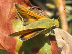 Hesperia leonardus pawnee