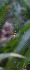 Trichonephila clavipes