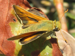 Hesperia leonardus pawnee