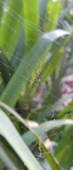Trichonephila clavipes