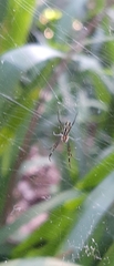Trichonephila clavipes