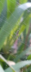 Trichonephila clavipes