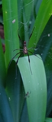 Trichonephila clavipes
