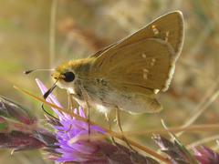 Hesperia leonardus pawnee