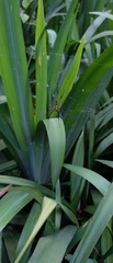 Trichonephila clavipes