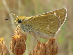 Hesperia leonardus pawnee
