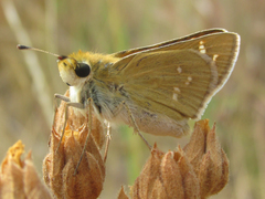 Hesperia leonardus pawnee