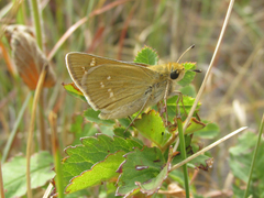 Hesperia leonardus pawnee